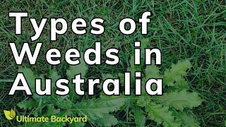 Types of Weeds in Australia (Identification Guide with Pictures)