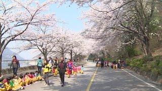 '연분홍빛 물결’ 충주·제천 벚꽃축제 팡파르 - CCS충북방송