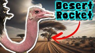 ostrich: the fastest runner in the bird world - animal documentary