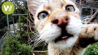 Risky business: Feeding predators at the Alpine Zoo