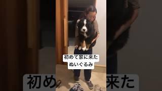 初めて家に来たぬいぐるみ　#バーニーズマウンテンドッグ #子犬 #こいぬ　#犬　#shorts