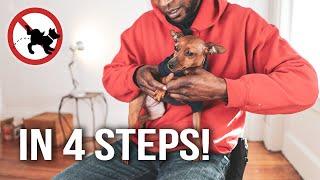 Potty Train Your Dog In 4 Steps!