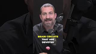 Quick info of the Brain  |  Neuroscientist