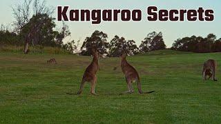 Kangaroo Secrets: Captivating Moments Of Adorable Kangaroo Babies