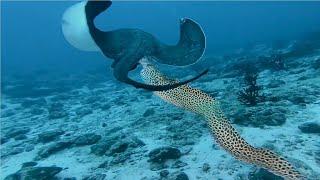 Moray Eels Attack Stingrays - Watch moray eels hunting and extremely dramatic confrontations