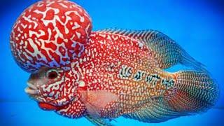 #aquarium #fish #shop #Flowerhorn AL NOOR PETS 8919447418