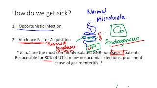 Escherichia coli