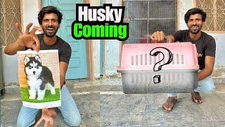 Kya Hum Husky Ly Rahay Hain? 