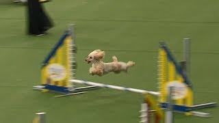 Carly Rae The Poodle Attempts Championship Run At Westminster Dog Show