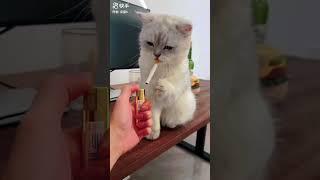 Cute Cat with cigarette in its mouth #trending #cat #shorts#viral