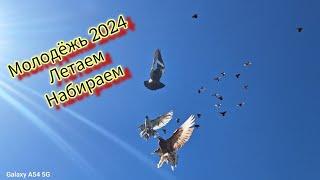 Молодёжь бойных голубей 2024. 5 минут неба. Летаем, набираем. #голуби #бойныеголуби