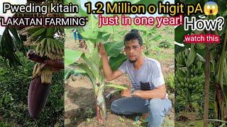 HOW TO EARN A MILLION IN BANANA LAKATAN PLANTING?/ PAANO KIKITA NG MILYON SA PAGTANIM NG LAKATAN?