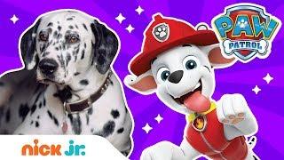 How To Be a Fire Pup! w/ PAW Patrol's Marshall & REAL Dogs! | PAW Patrol | Nick Jr.