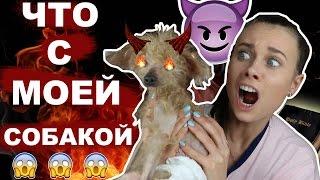 САМАЯ СТРАШНАЯ СОБАКА // почему не усыпляю...