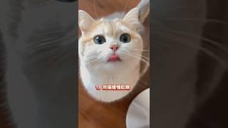 想让猫咪知道你爱它？学会这几个喵语就够了。＃猫语＃喵语＃疼爱小猫＃新手养猫＃养猫知识＃养猫日常＃养猫经验＃科学养猫＃养猫人＃养猫经验分享＃宠物＃萌宠＃猫咪＃cat＃宠物日常＃宠物知识＃猫咪的迷惑行为