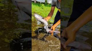 Amazing Natural Hand Fishing, #handfishing #amazinghandwriting  #fish #fishingvideo #popularshorts