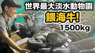 去新加坡找動物!海牛 巨魟 電鰻 巨獺 美洲豹 世界瀕危珍稀物種!River Wonders世界最大淡水動物園!