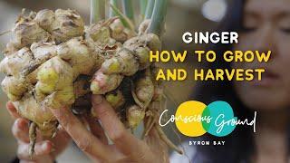 How to grow and harvest ginger