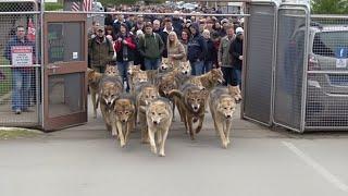 U.S. Releases 14 Canadian Wolves Into the Wild and Saves $94 Billion