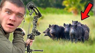 I Hunted Wild Hogs with Bow and Arrow!