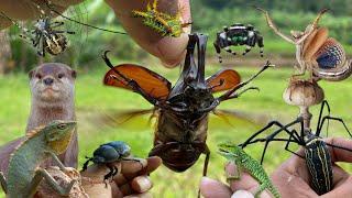 insect hunting adventure in the wild