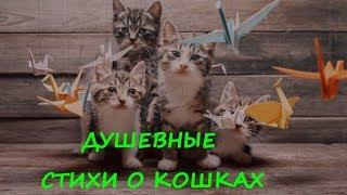 ДУШЕВНЫЕ СТИХИ О КОШКАХ  GOOD POEMS ABOUT CATS