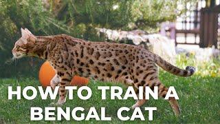 How to Train a Bengal Cat