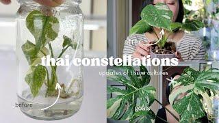 What I learned in 2023 | Thai Constellation Tissue Culture Updates