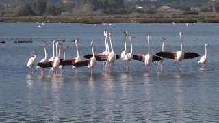 Sardegna - La danza dei fenicotteri a Santa Gilla - HD