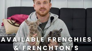 Our Available Frenchies & Frenchton Puppies | Woodland Frenchies!