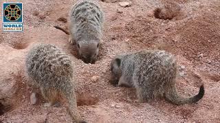 Meerkat - A Meerkat Looking Around | Meerkat Manor Season 4 | World Animals Hub