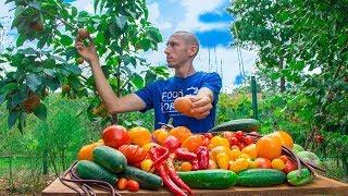 Organic backyard garden harvest