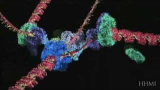 DNA_replication molecular level