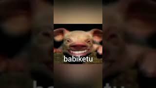 Lucu babi ketu