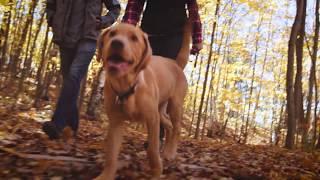 See Fall Color on a Hike in Traverse City