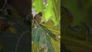 Finding solace in the cool shade #NatureLovers #WildlifeMoments #PeacefulNature