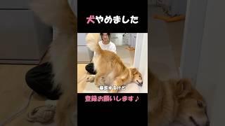 大好きな姉への甘え方が、もはや犬じゃない大型犬クッキー#goldenretriever #dog #箱入りクッキーはゴールデンレトリバー