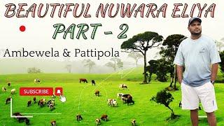 Nuwaraeliya | Ambewela & Pattipola | Sri Lanka | Part 2 - SL Dubai Eye