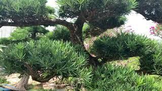 Tùng Nhật Size Nhỏ nhiều loại cho mọi người - Bonsai sài gòn