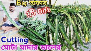  ড্রাগনের Cutting বিক্রির অফার !   #dragon #dragoncutting