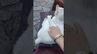 Cuddling cute stray white cat in park