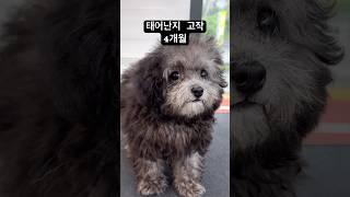 세상 빛 본지 4개월차 실버푸들️ #실버푸들미용