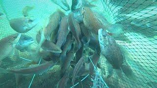 Amazing fish trap. Real underwater full video.A lot of fish came into the trap