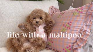 Life with a Maltipoo  sunday puppy vlog 🩷