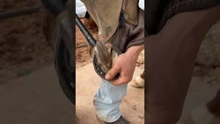 Nailing on horse shoe! #farrier #asmr