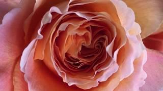 David Potter - Remember Your Spirit - (Official Music Video)