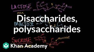 Disaccharides and polysaccharides | Chemical processes | MCAT | Khan Academy