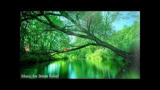 Relaxing Piano + Primary Nature Sounds . Soothing Music for Sleeping, Stress Relief, Relaxation 2