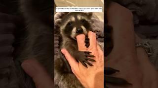 A worker saved a helpless baby raccoon, and then this happened #animalshorts #shortvideo