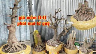 Phôi Mai Tứ Qúy Đế Xổ Bonsai Giá Rẻ 0855721925 Anh Hưng   | Tứ Qúy Miệt Vườn